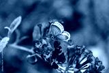 preview cold