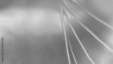 preview bw
