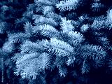 preview cold