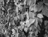 preview bw