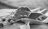 preview bw