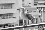 preview bw