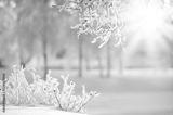 preview bw