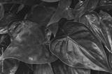 preview bw