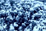 preview cold