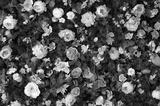 preview bw