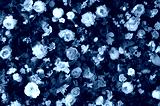 preview cold