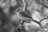 preview bw