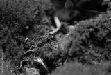preview bw