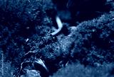 preview cold