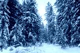 preview cold