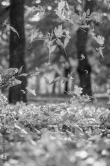 preview bw