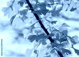 preview cold