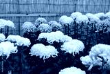 preview cold
