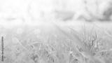 preview bw