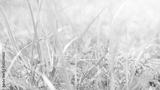 preview bw