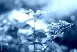 preview cold