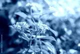 preview cold
