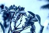 preview cold