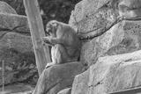 preview bw