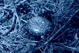 preview cold