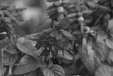 preview bw