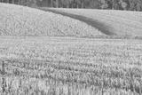 preview bw