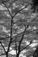 preview bw