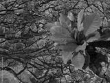 preview bw
