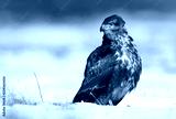 preview cold