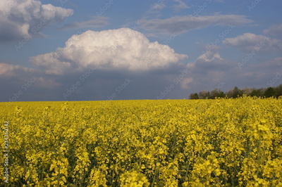 image to crop