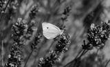 preview bw