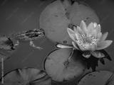 preview bw