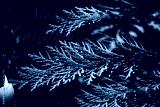 preview cold