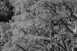 preview bw