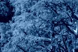 preview cold