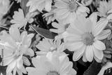 preview bw