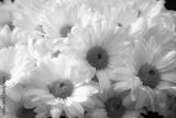 preview bw