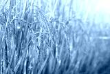 preview cold