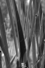 preview bw