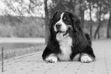 preview bw