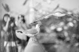 preview bw