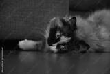 preview bw