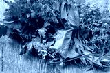 preview cold