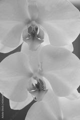 preview bw
