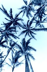 preview cold