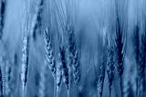 preview cold