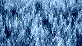 preview cold