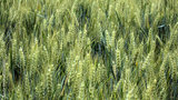 preview original