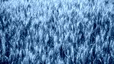 preview cold